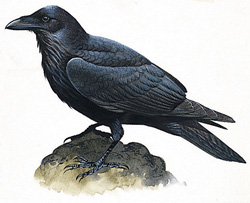The Raven